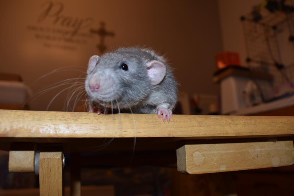 Testing out my new camera and used... - Wasteland Rattery | Facebook