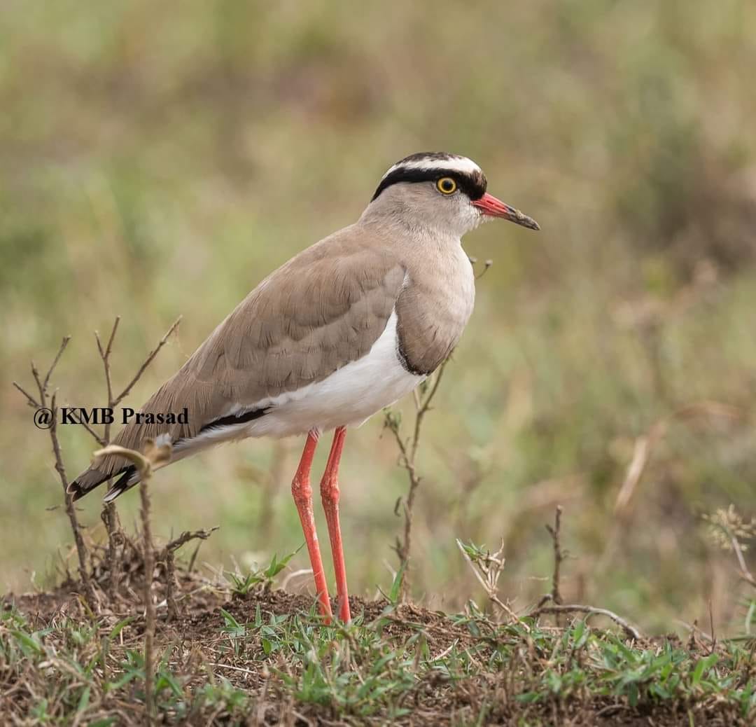 Crowned plover