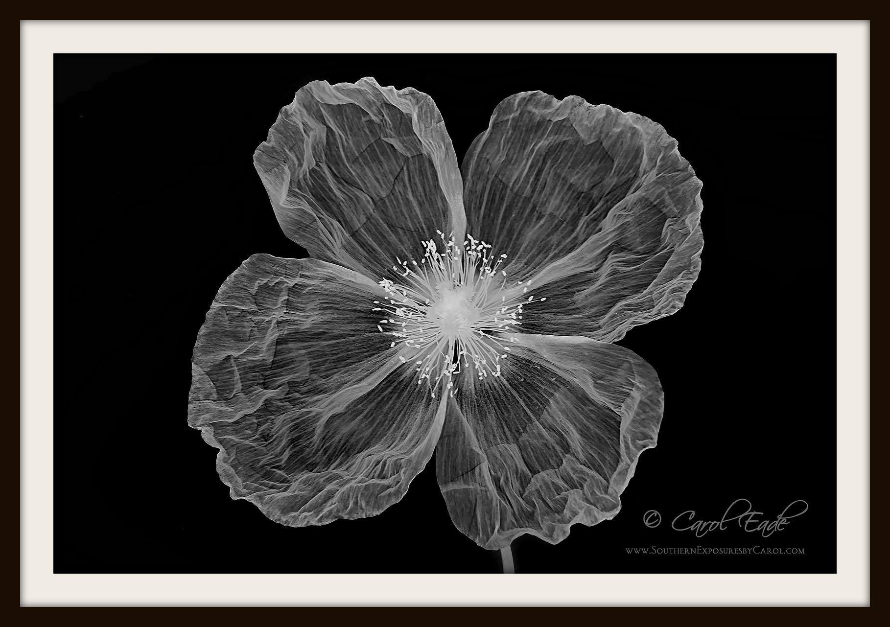 X-ray Pictures of Flowers By Dr. D. Tasker