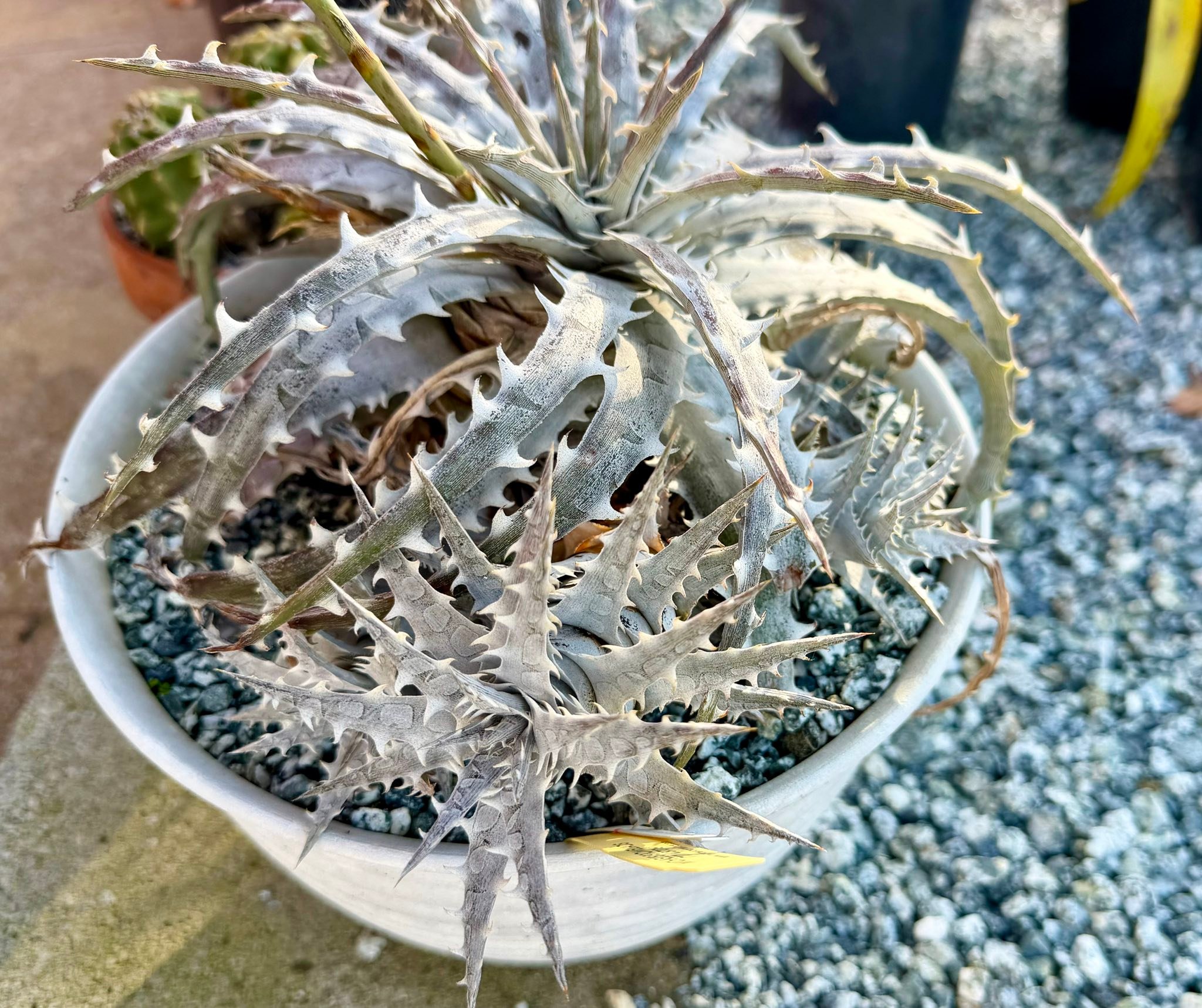 Dyckia goehringii plant growth experience