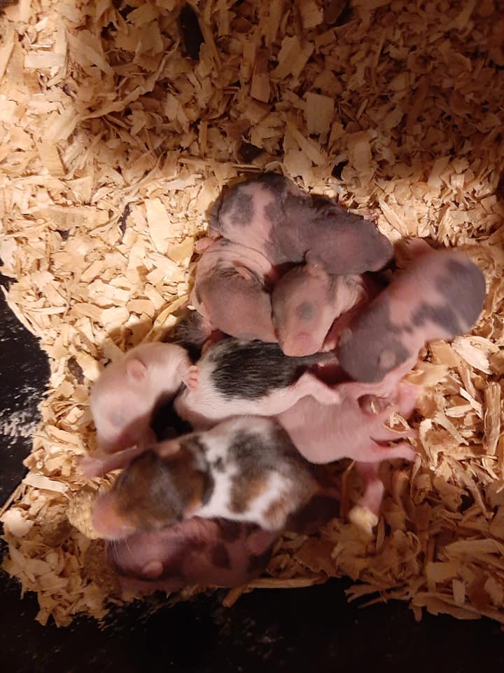 Rat Tales Toledo and Exotics