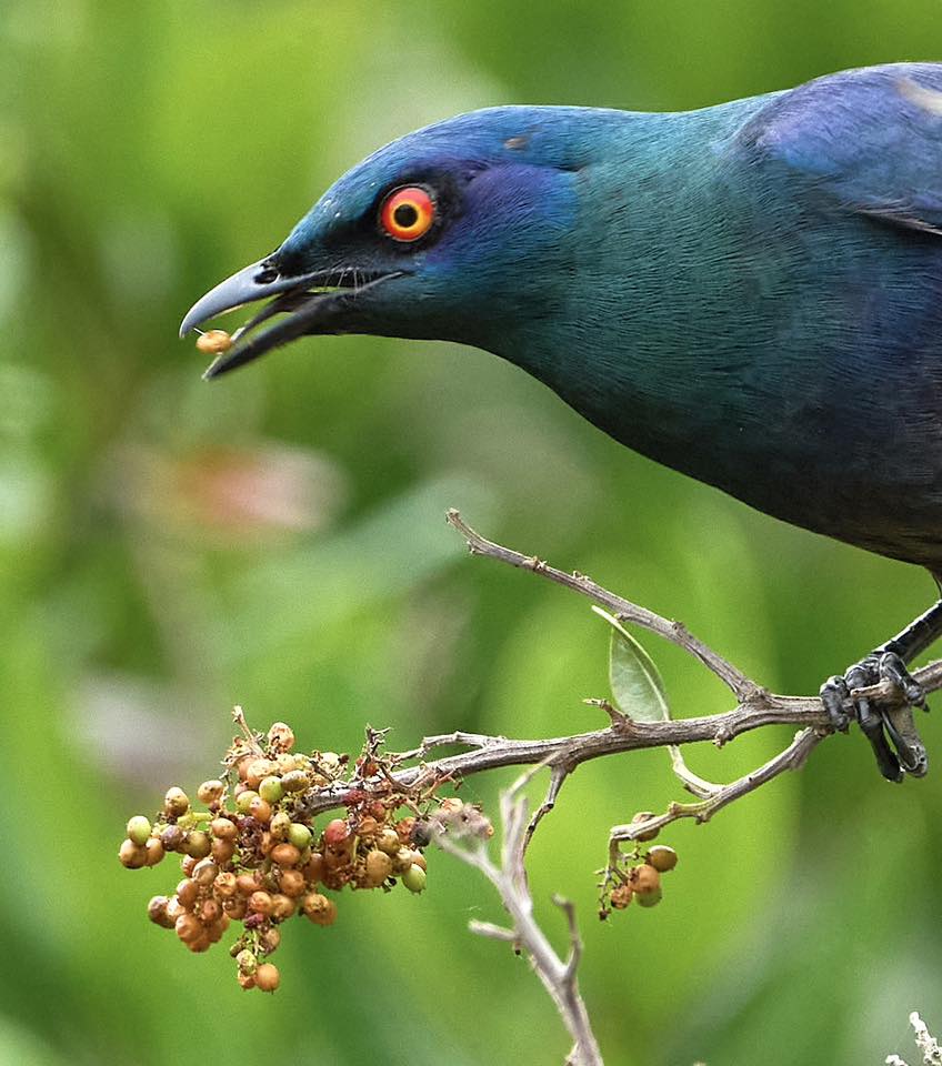 BirdLife South Africa | Two contrasting images of the Cape Starling ...