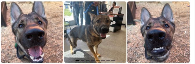 Adopt a dog or cat in Philadelphia for free