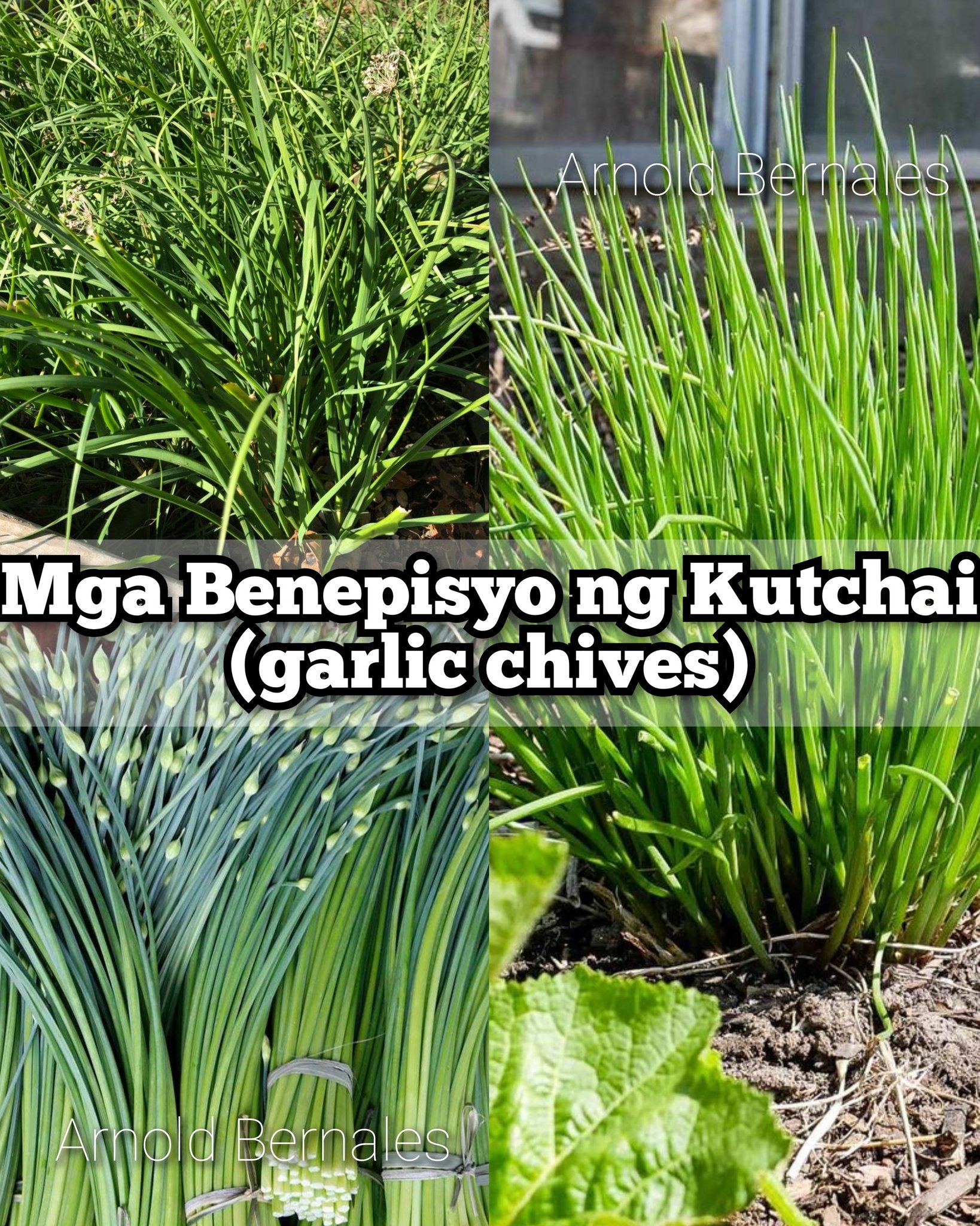 Arnold - Ang kutchai (Chinese chives / garlic chives) ay hindi lang ...