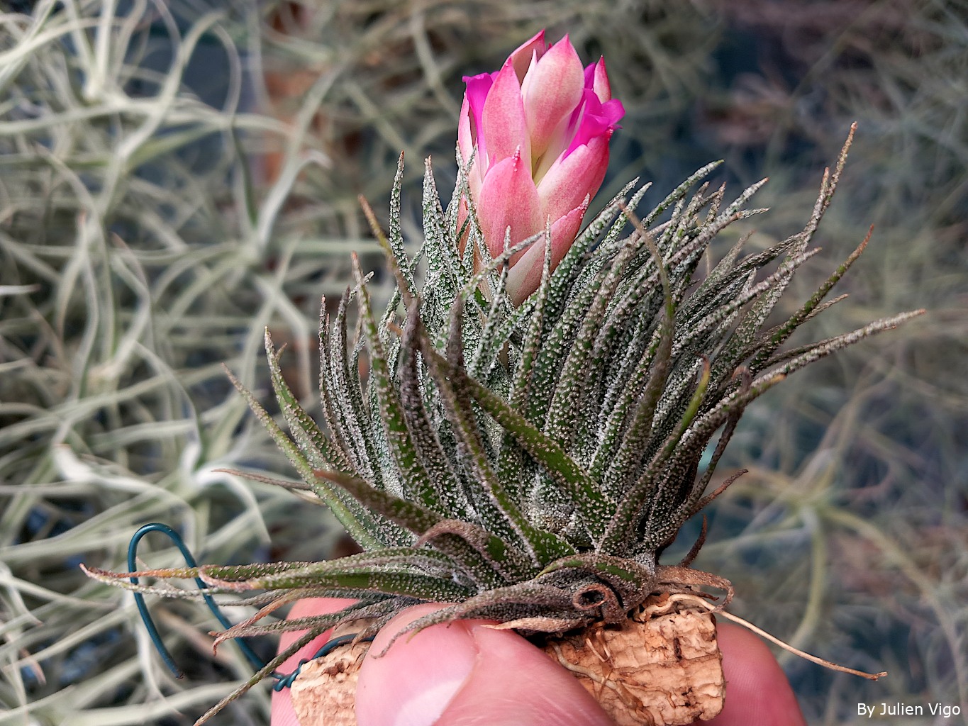 Tillandsia sprengeliana