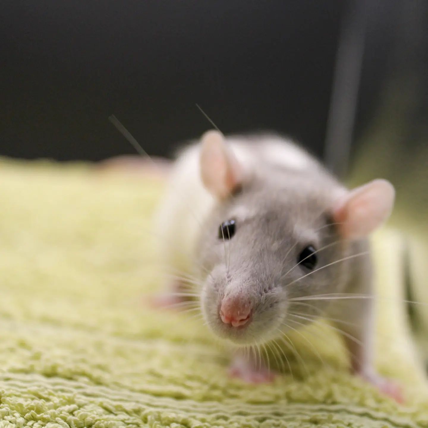Bay Blue Rattery | Perth WA