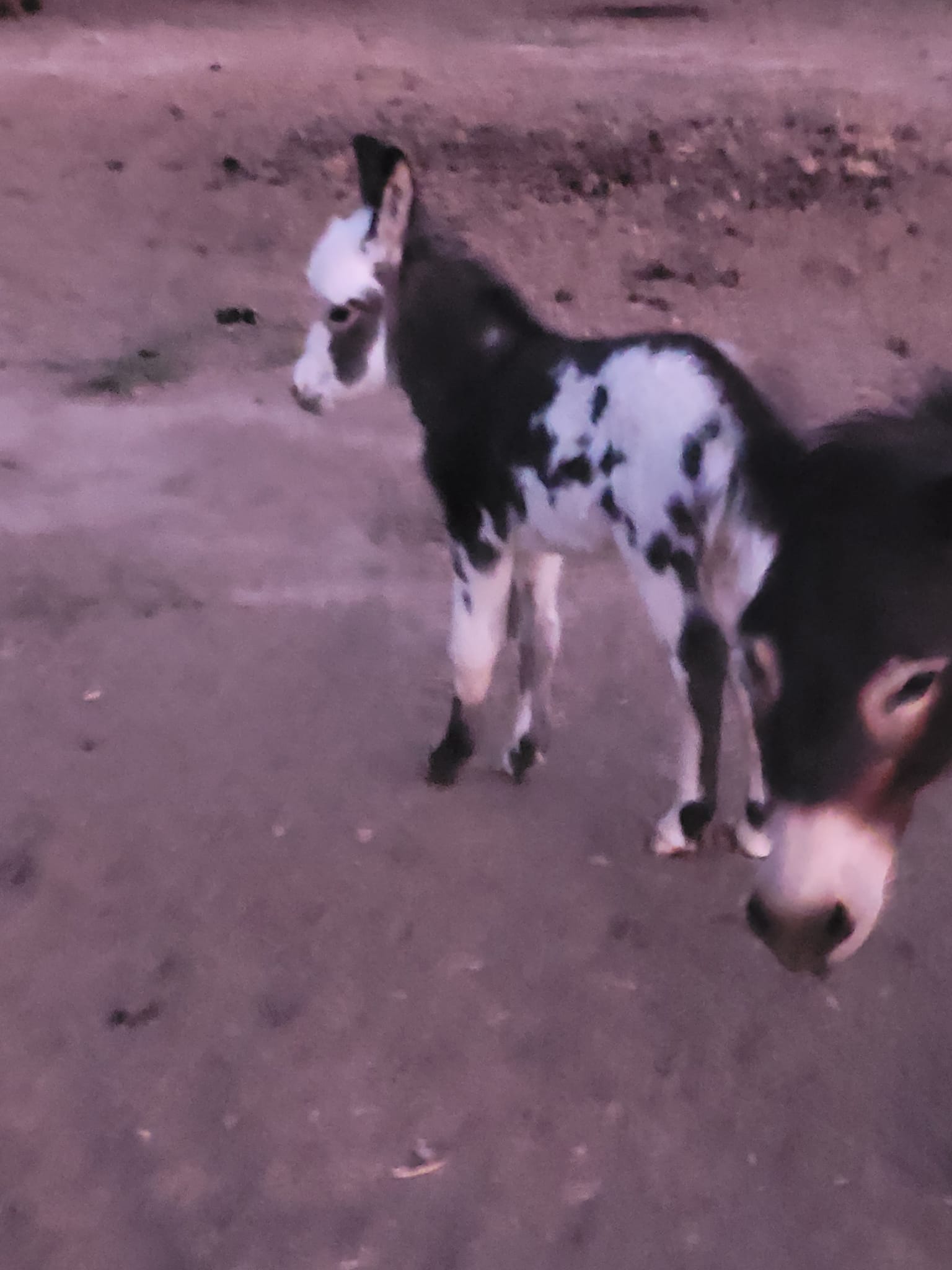 Russell Ranch Miniature Donkeys | Red Bluff CA