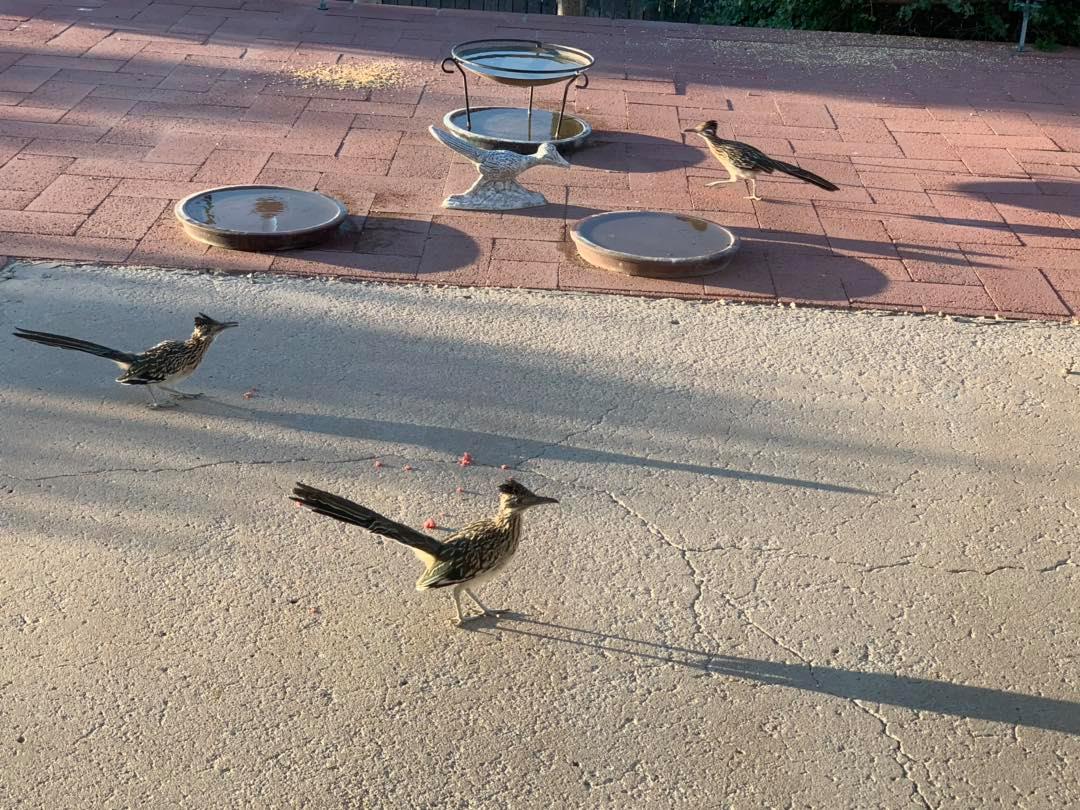 The Roadrunner Project