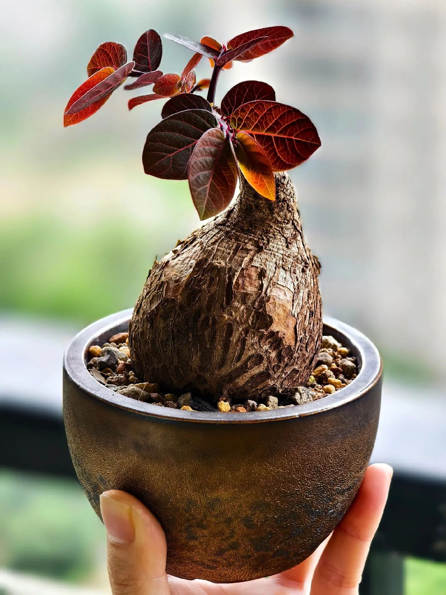 The caudex plant has big leaf.