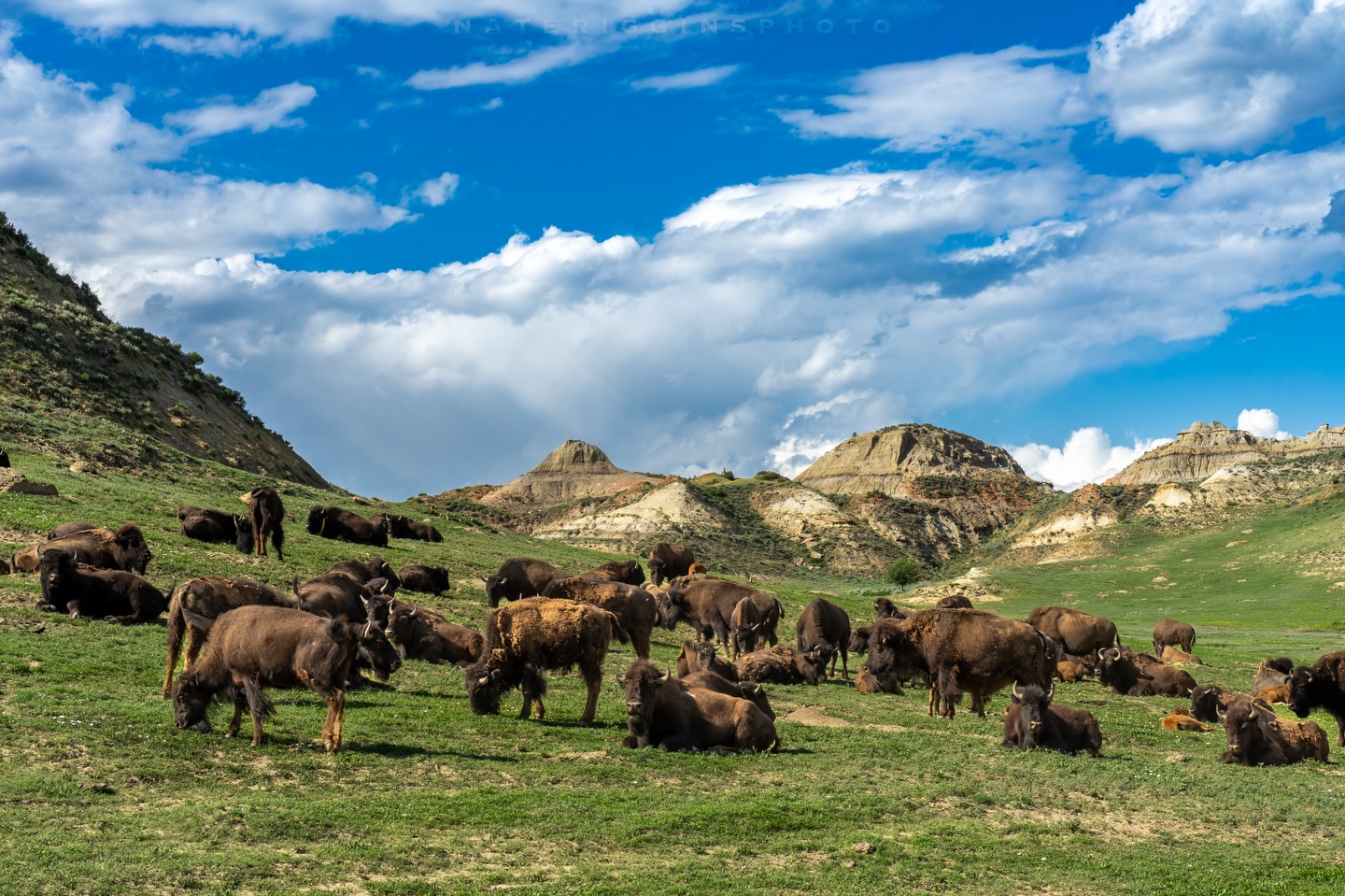 Nate Riggins - Beautiful landscape with some bison in... | Facebook