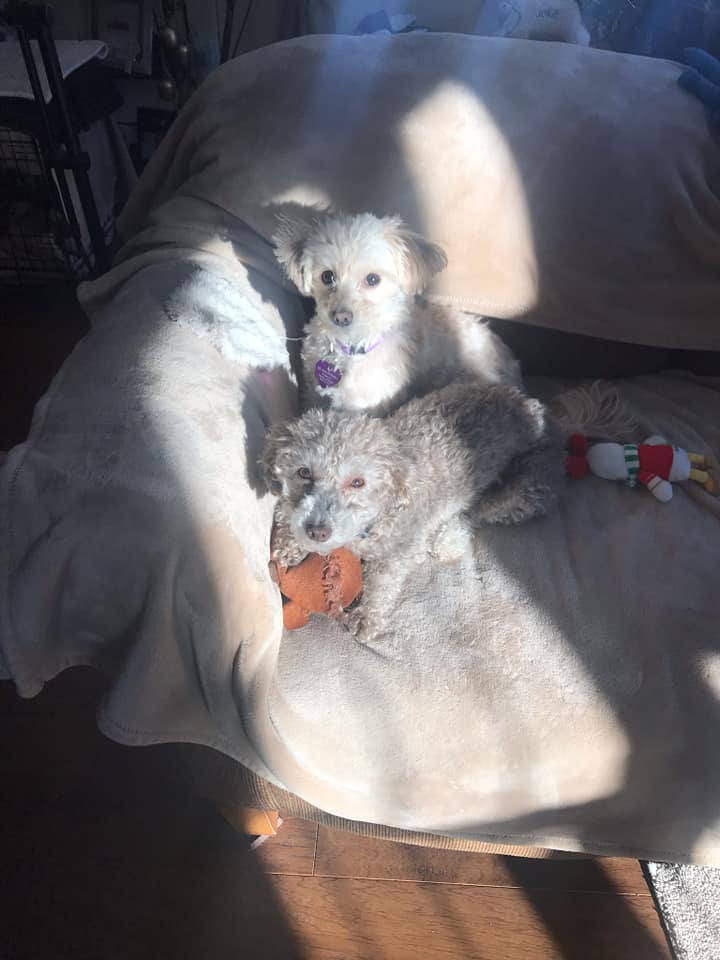 🐾 HAPPY TAILS PUPDATE 🐾 Bunny &... - Rescue Haven Foundation
