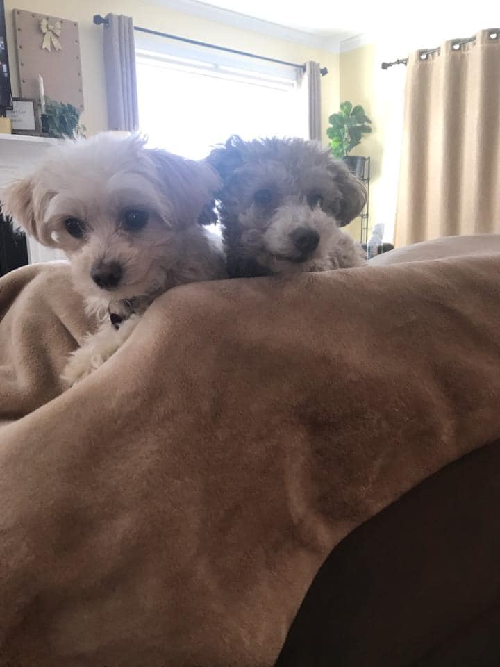 🐾 HAPPY TAILS PUPDATE 🐾 Bunny &... - Rescue Haven Foundation