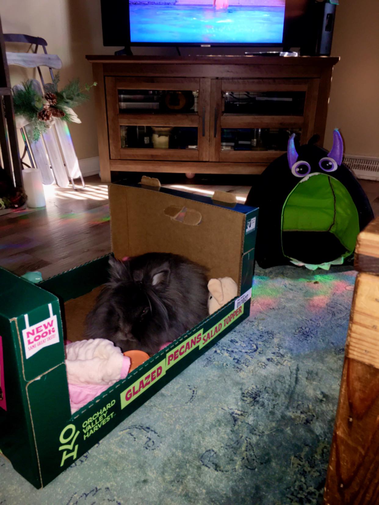 House Rabbit Society | Do not disturb mode… 😂 💤 😴 | Facebook