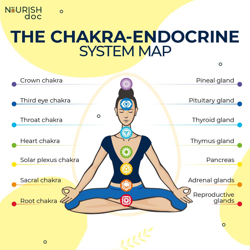 NourishDoc - The Chakra Endocrine System Map 