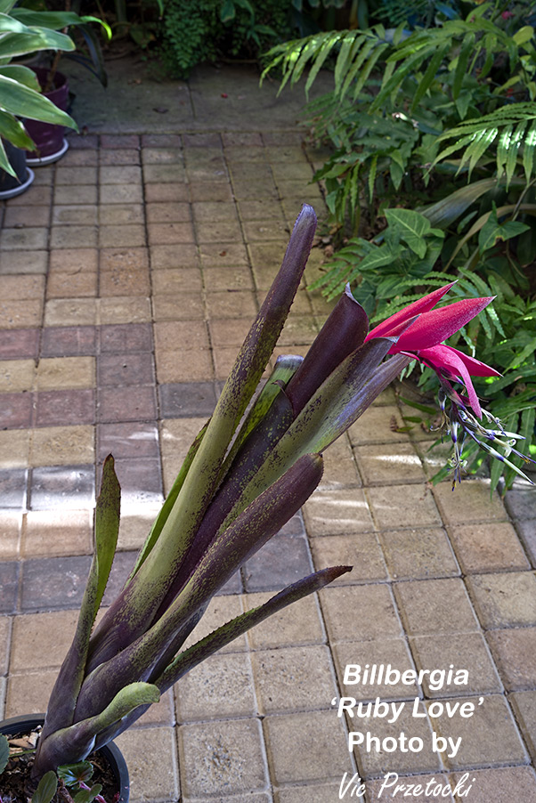 Billbergia rosea ❤️❤️❤️