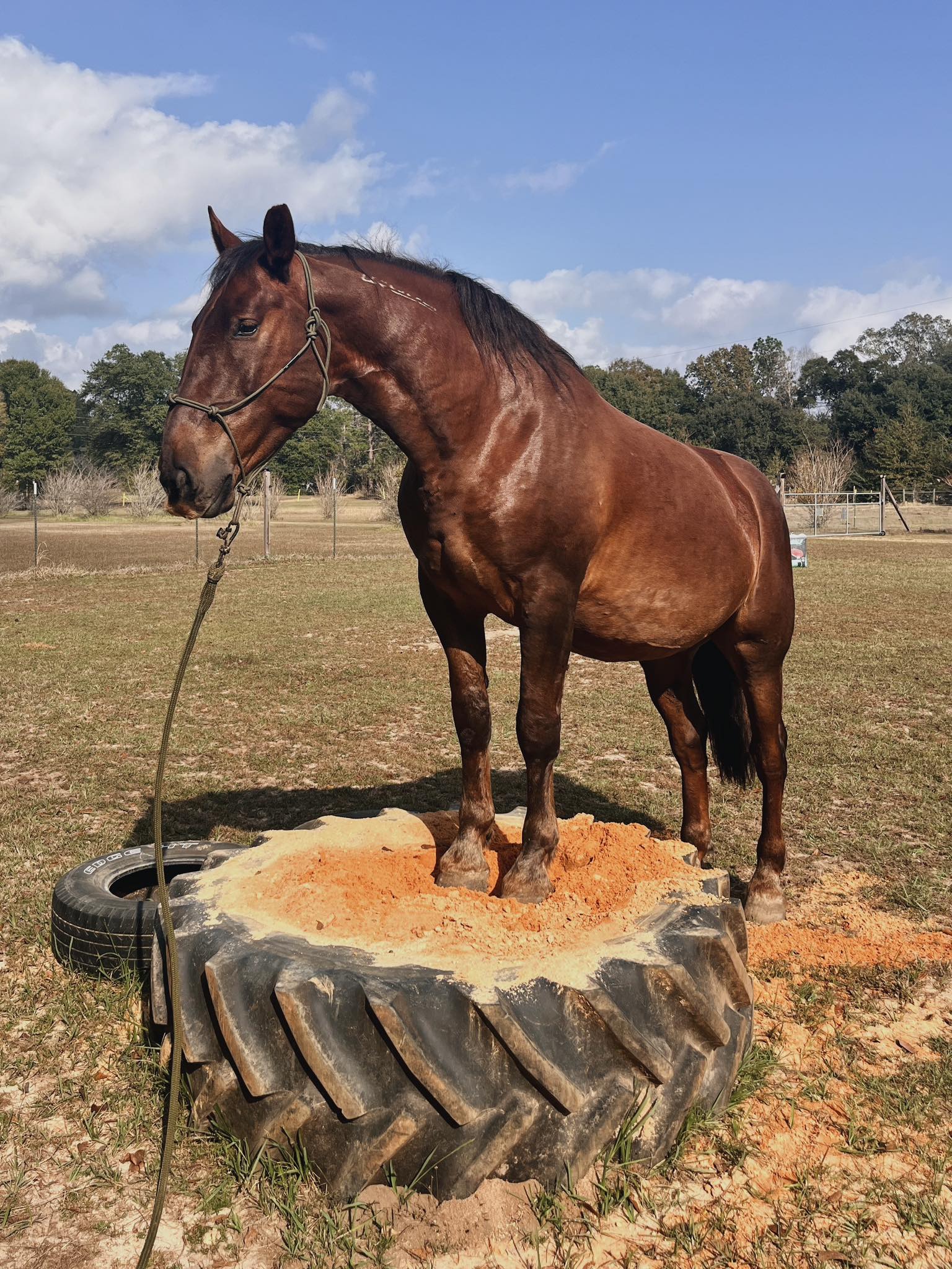 Why is my BLM Mustang not growing a winter coat?