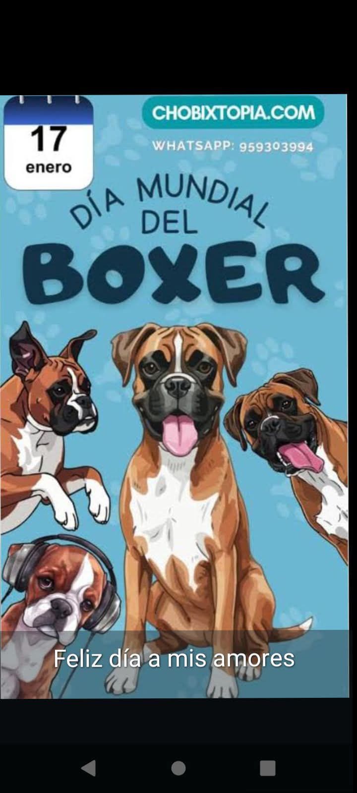 Club Boxer del Estado de Mexico | Toruck a sus 4 meses así lucia | Facebook