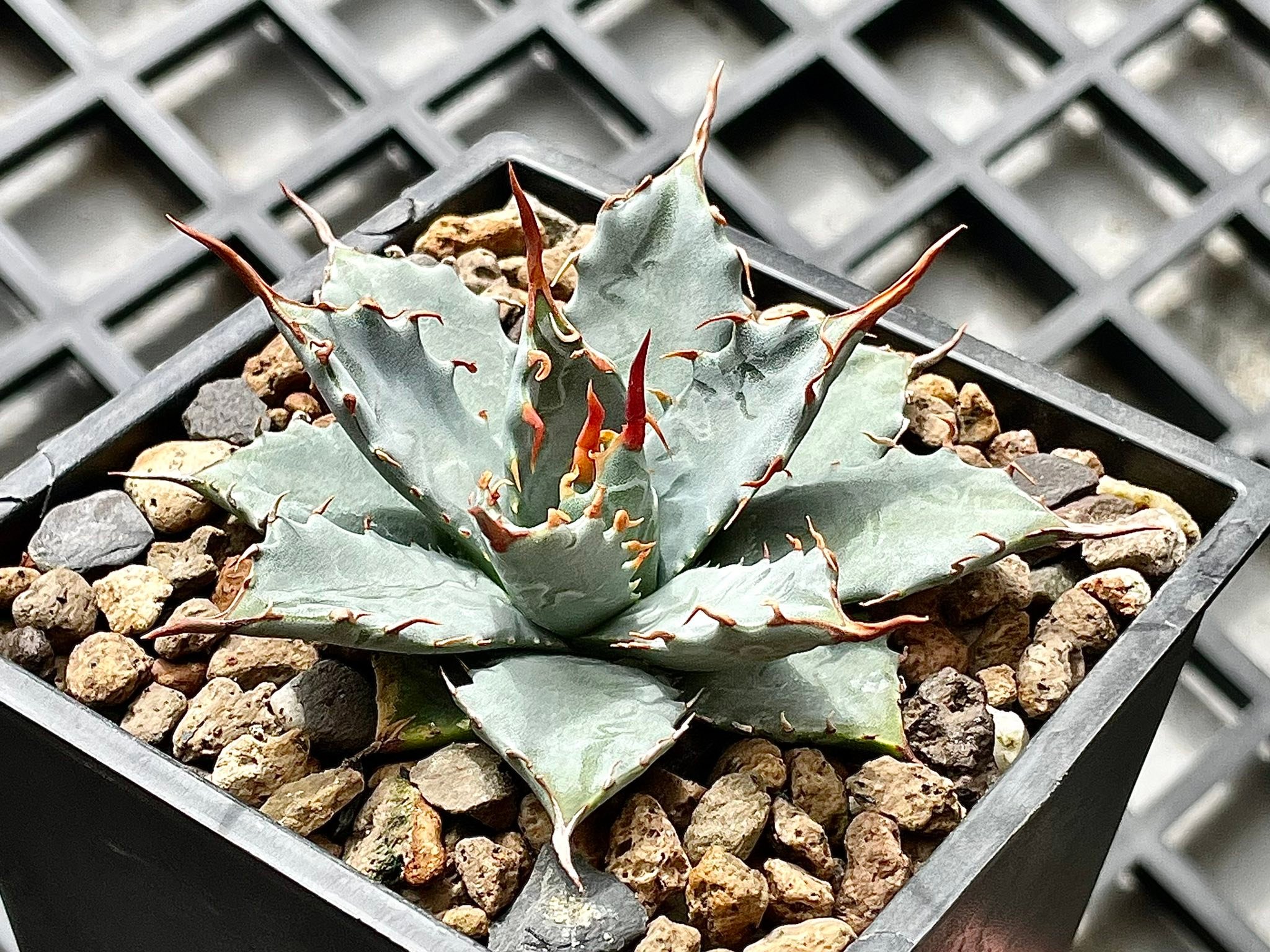 Dennis Hybrid Seedling 🌤 特白肌怒雷神x妖炎Agave isthmensis x A