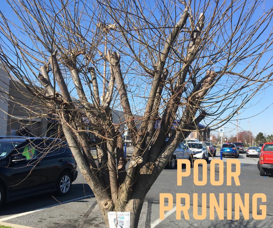 Delaware Trees - Topping trees is not proper pruning! A...