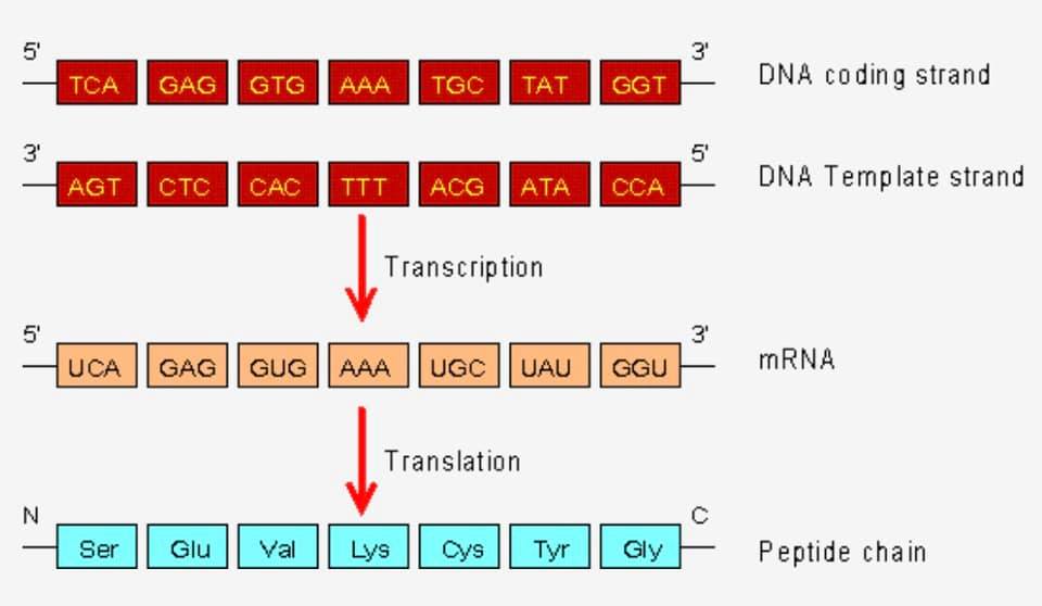 DNA coding... - ชีววิทยา อ.พี่หมูแดง บ้านคำนวณวิทย์คณิต bkn | Facebook