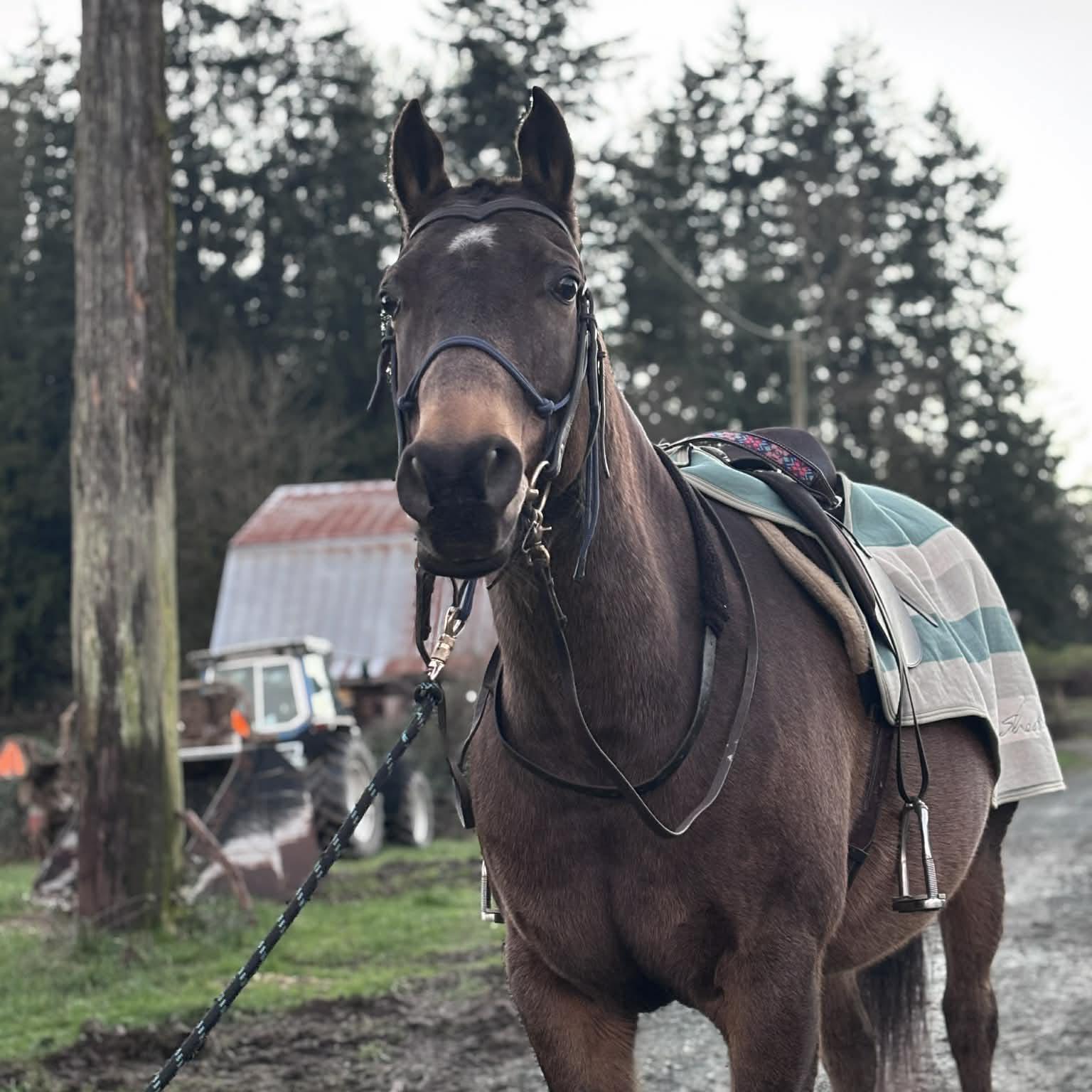Horse Color Genetics for Dummies | So I kind of know what colour my boy ...