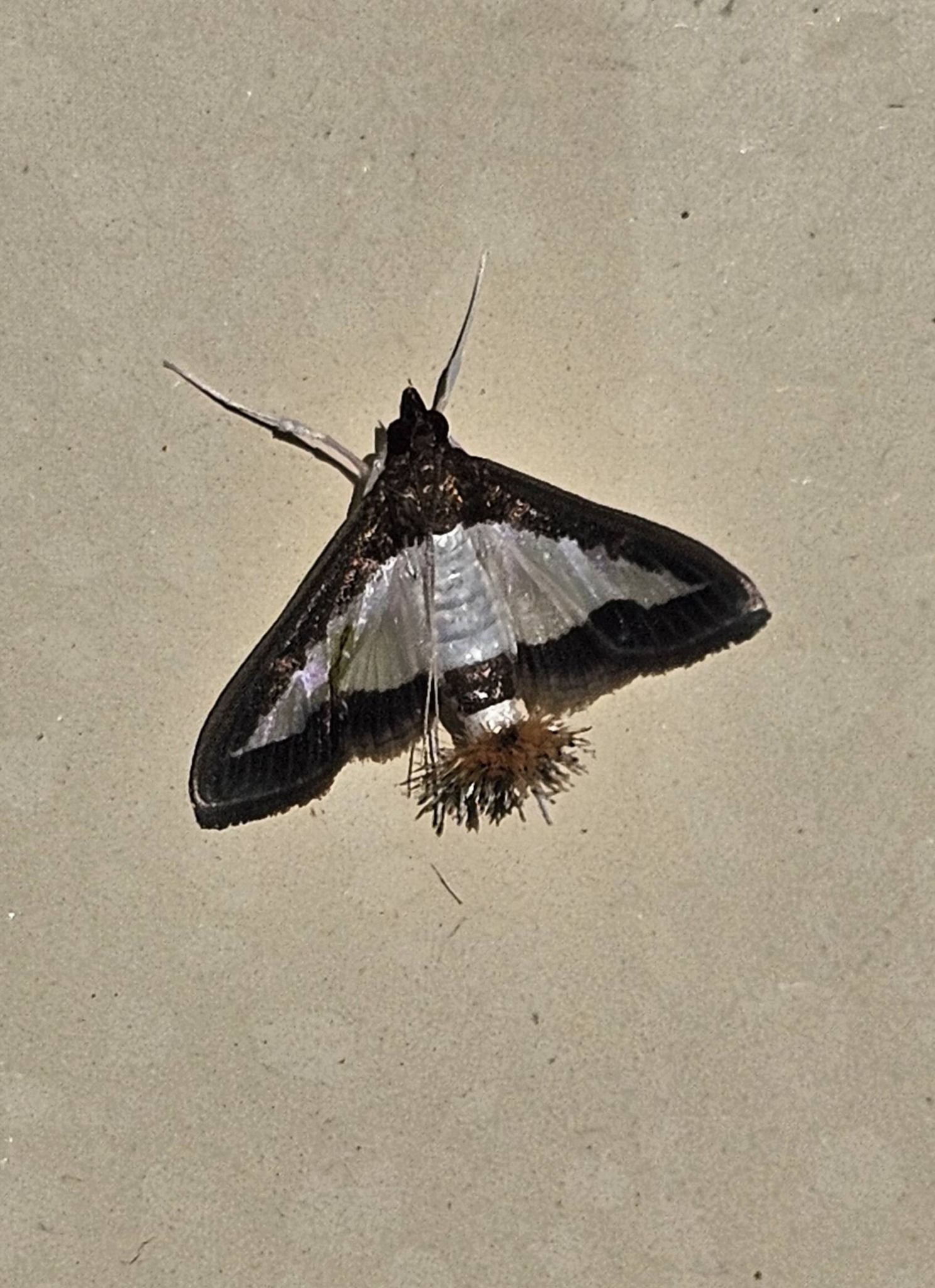 Insects of Perth & South West Western Australia | Mmmmm um aaarh don't ...