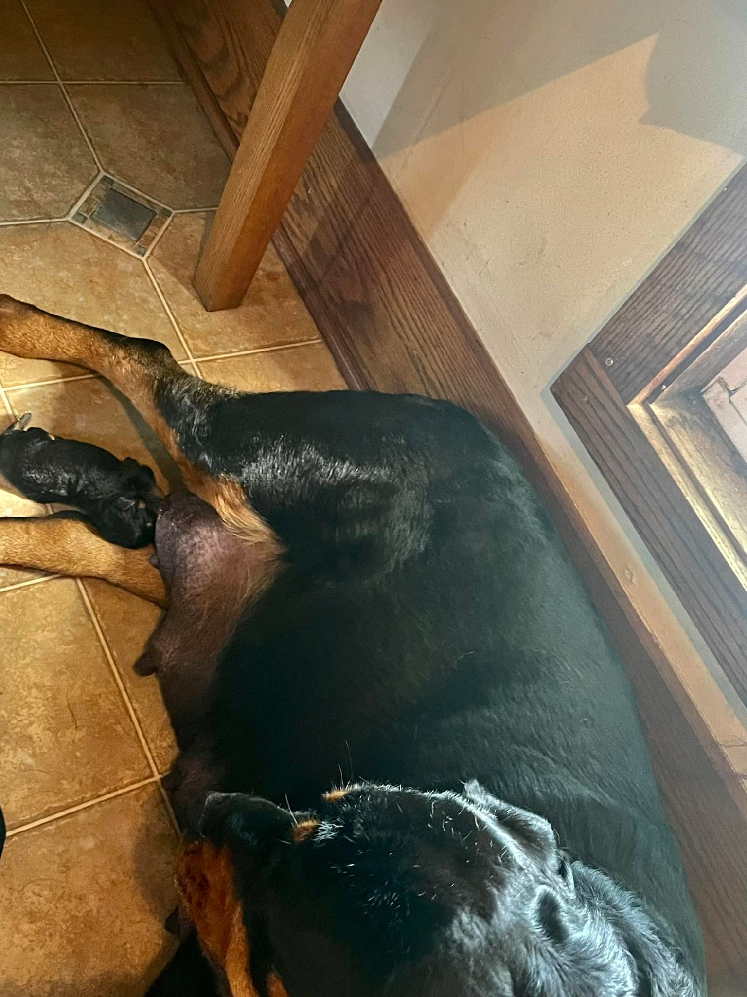 Buckeye Rottweiler’s