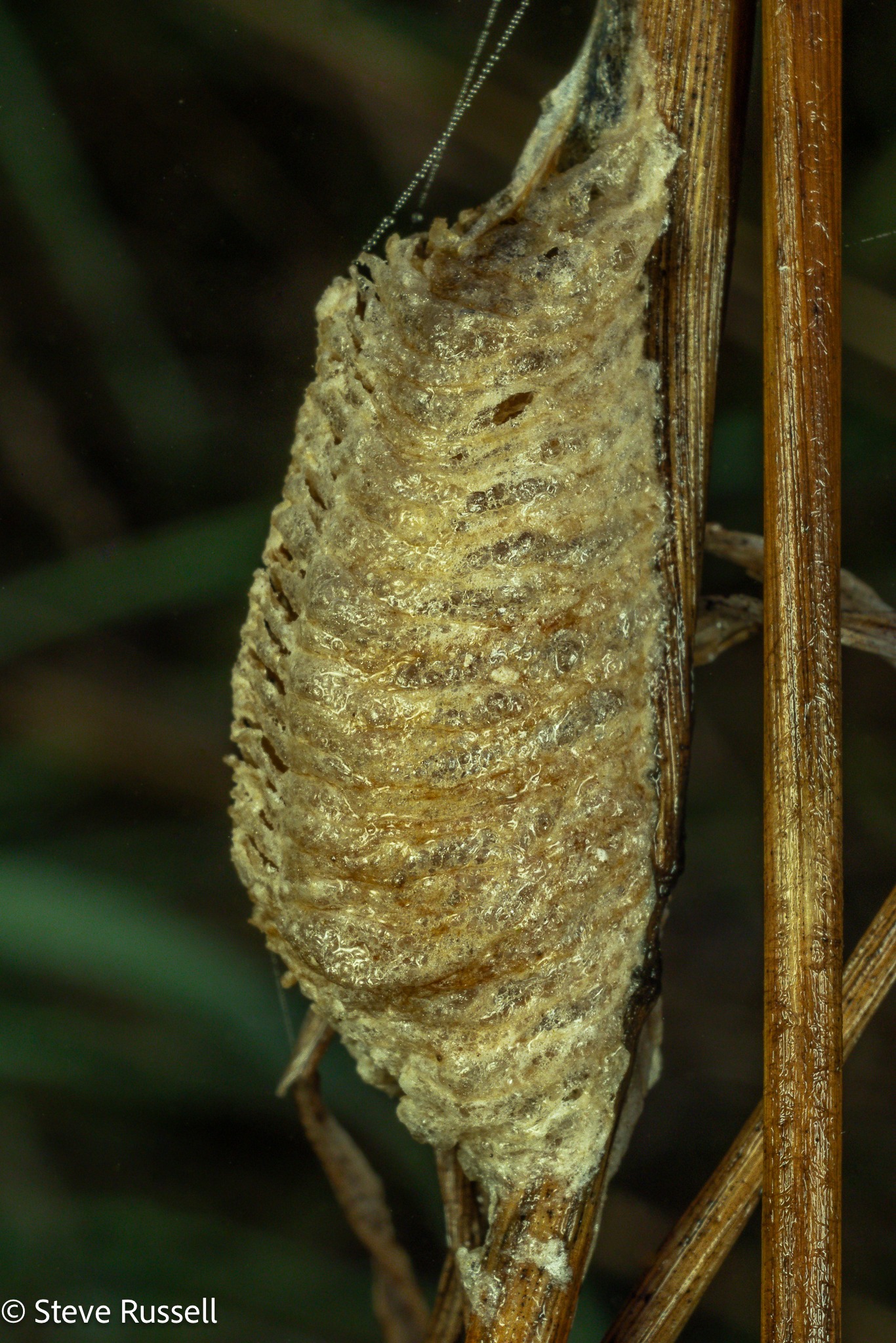 Entomology | While winter bug life is hard to find, the future bodes ...
