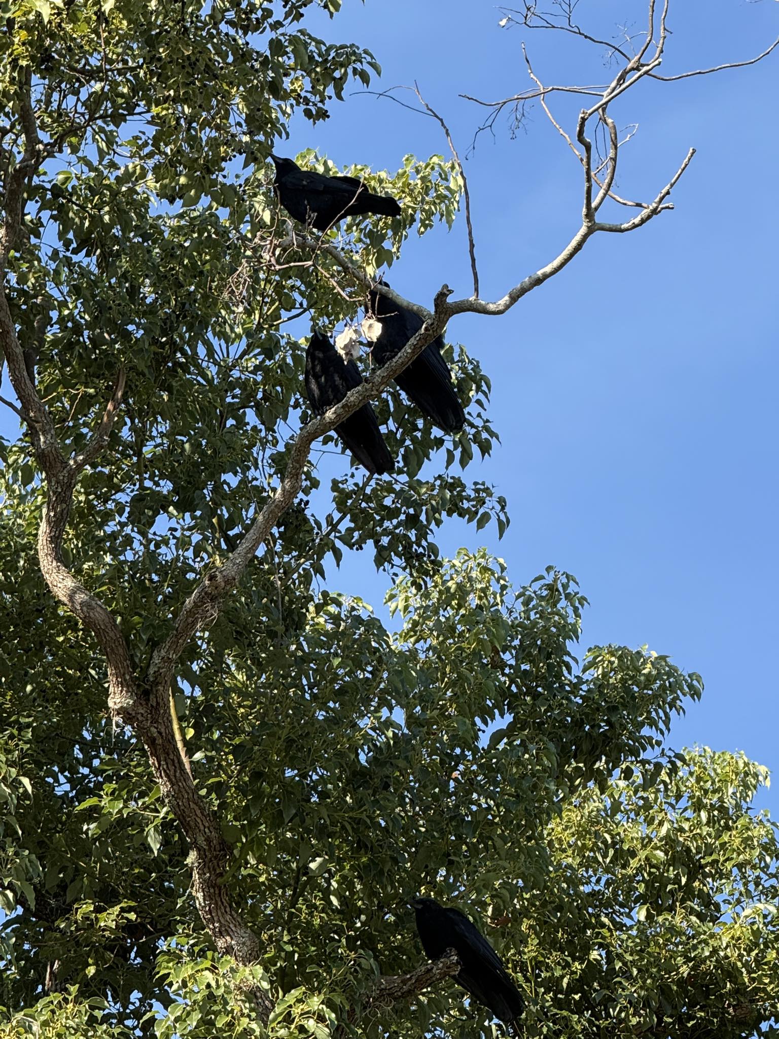When your Crow friends wait patiently for you to wake up and feed them ...