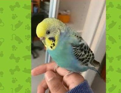 Lost light blue and yellow head budgies in Buffalo, NY