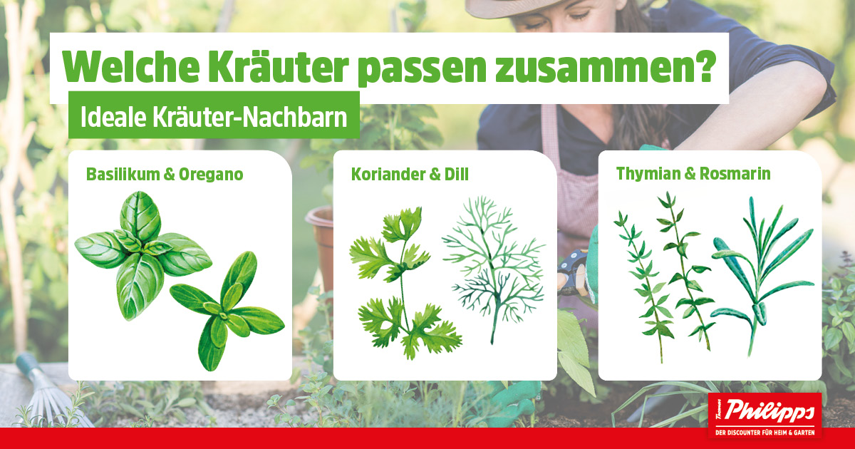 Spannende Welche Kruter Nebeneinander Bild