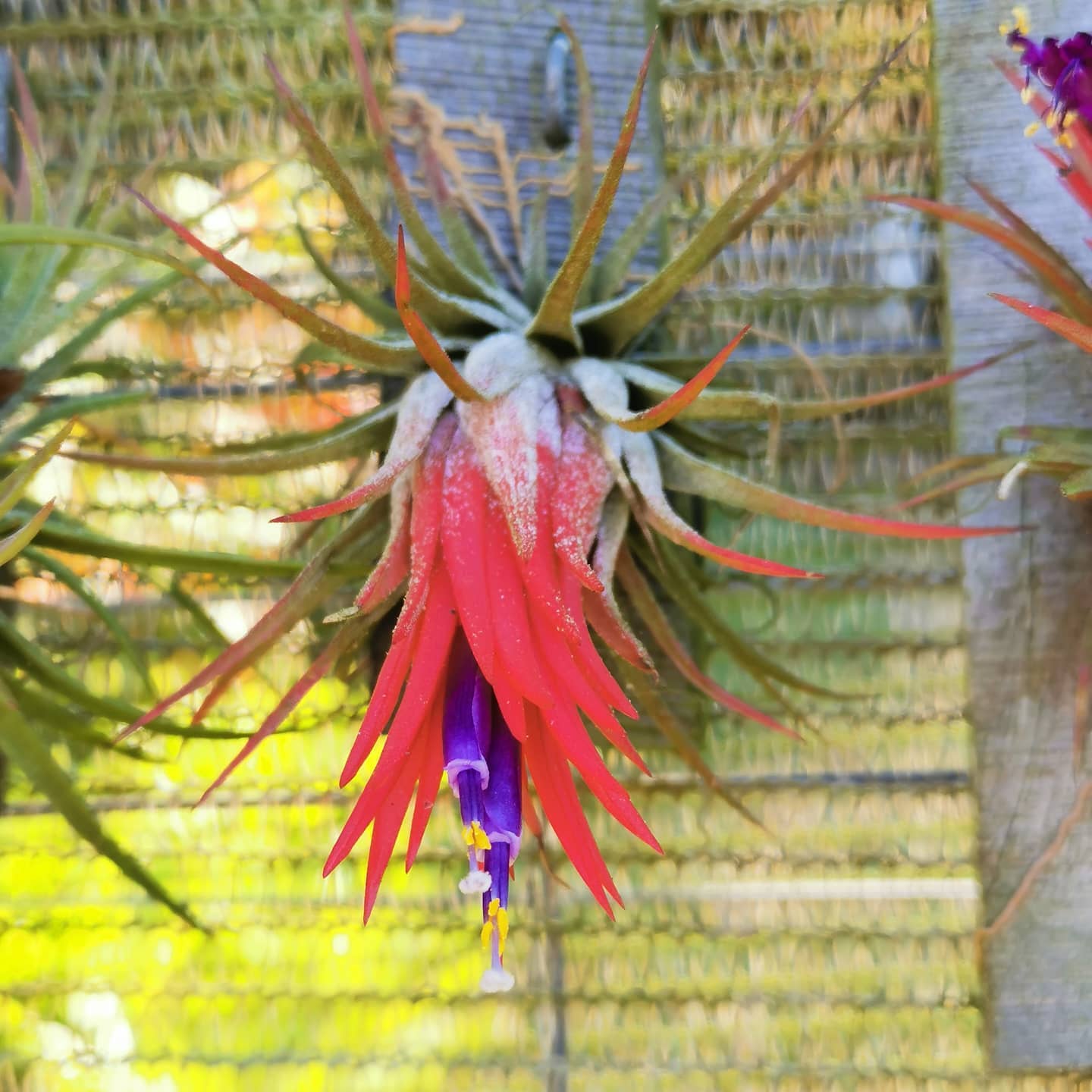 Do you have a Tillandsia ionantha 'Mexican Zebra' air plant?