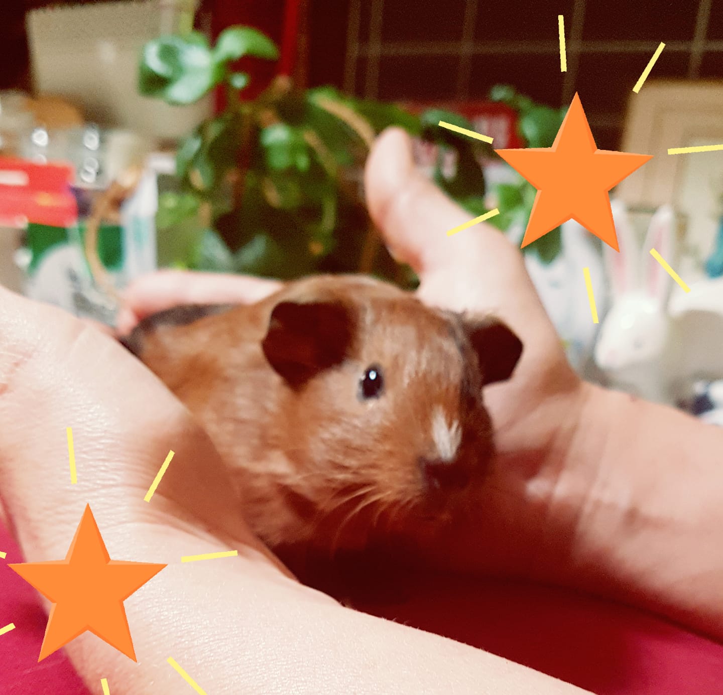 Romeo's Rabbit Rescue - This darling little piggie girl is called 'STAR ...