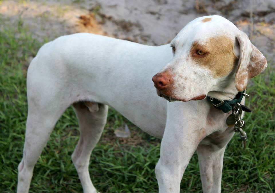 Florida Pointer Rescue | New Smyrna Beach FL