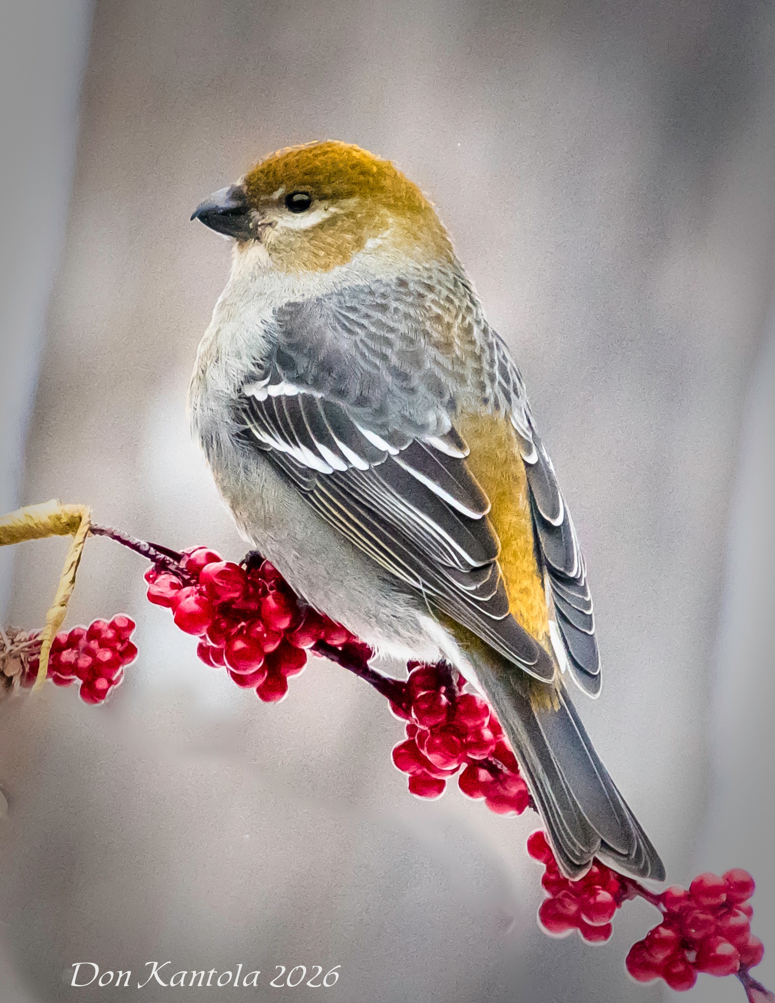 Female Pine Grosbeak, Northern MN, 1/17/2026