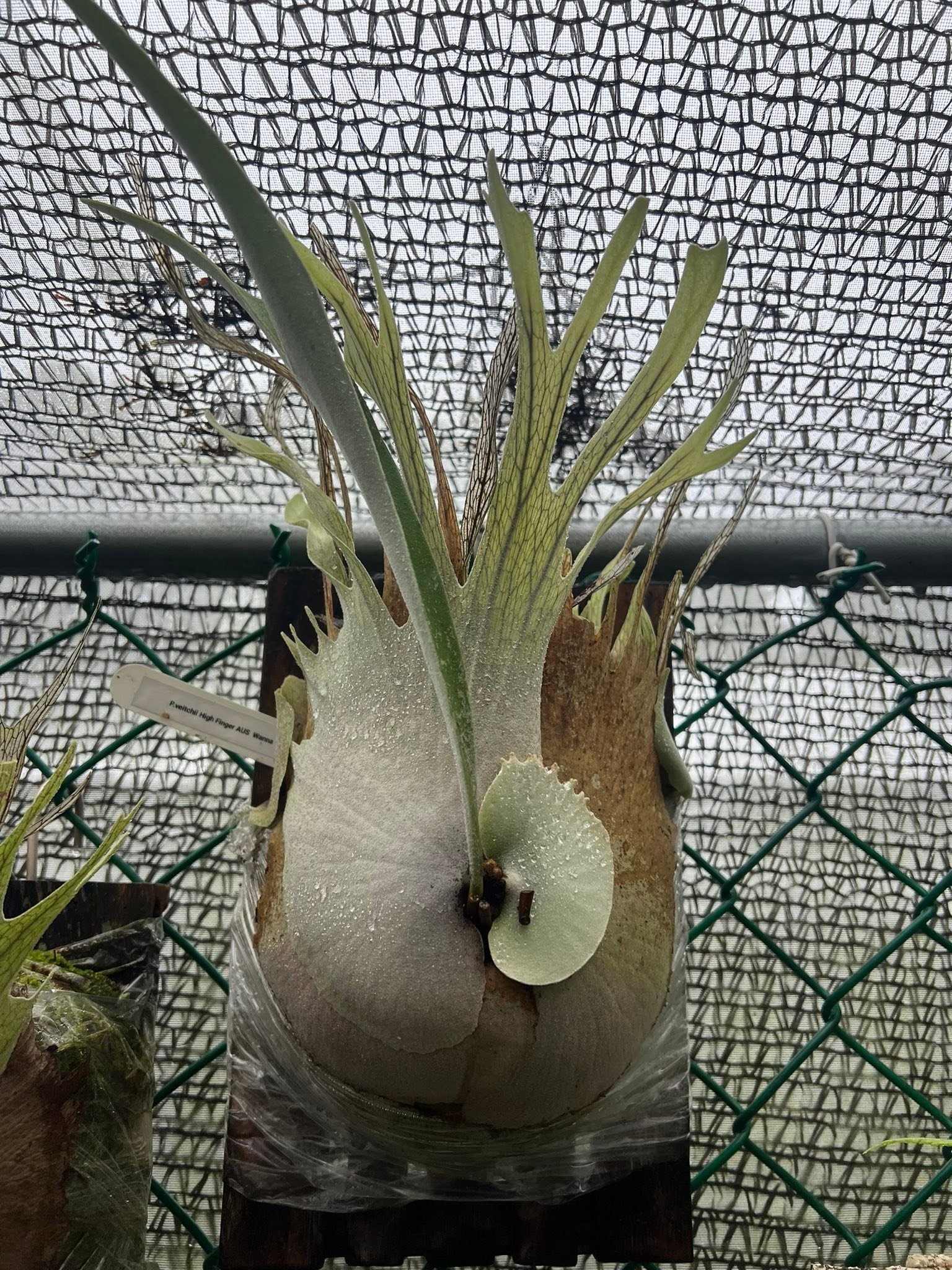 🌿 P. Veitchii High Finger AUS 競標🌿