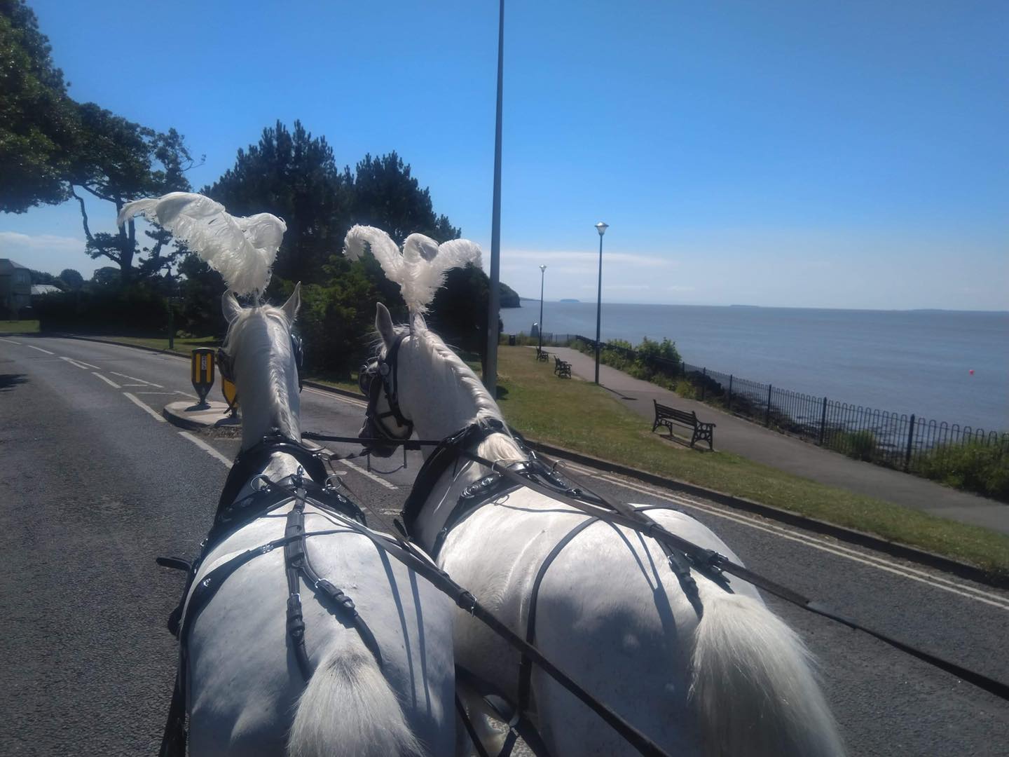 KC Riding... - KC Riding School. Supporting Kc horse rescue