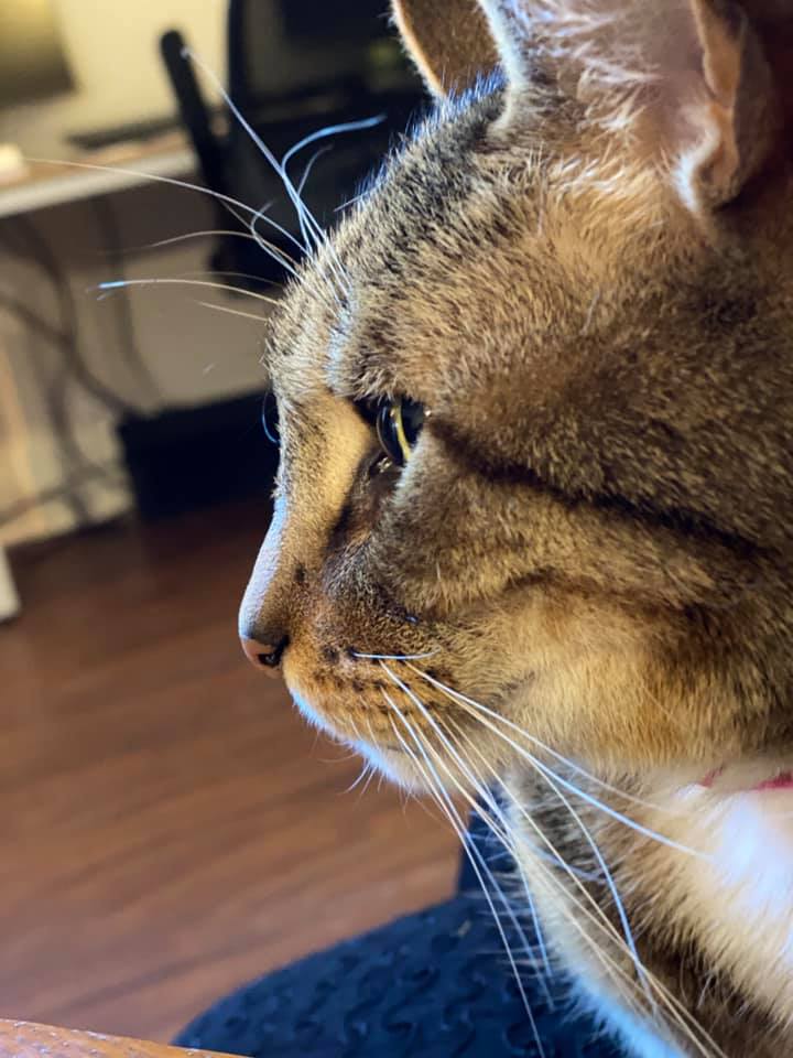 Cornelius the Cat