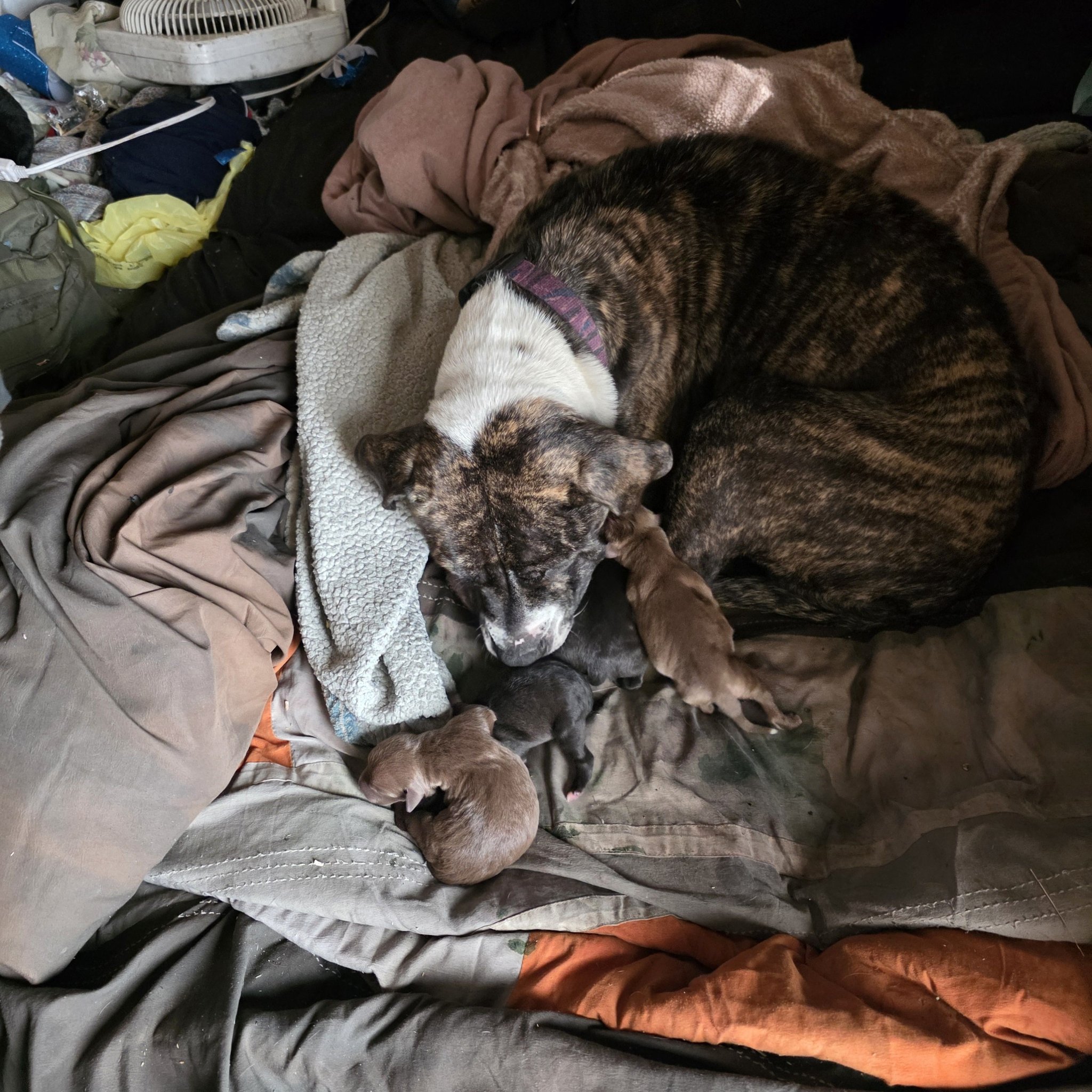 Jason - The Healthy Hearts and Paws Project's Humane Division received ...