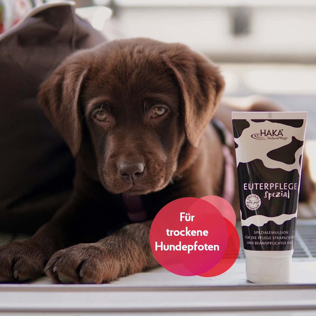 Wer hätte es gedacht, aber unsere Euterpflege ist auch eine wunderbare Pflege für raue und strapazierte 🐾Hundepfötchen🐾Dieses Allroundtalent darf in keinem Haushalt fehlen☺️: https://www.haka.de/euterpflege-200ml.html