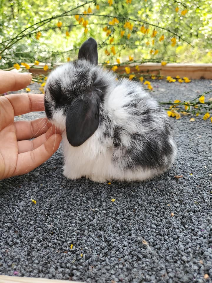 Top Hops Rabbitry