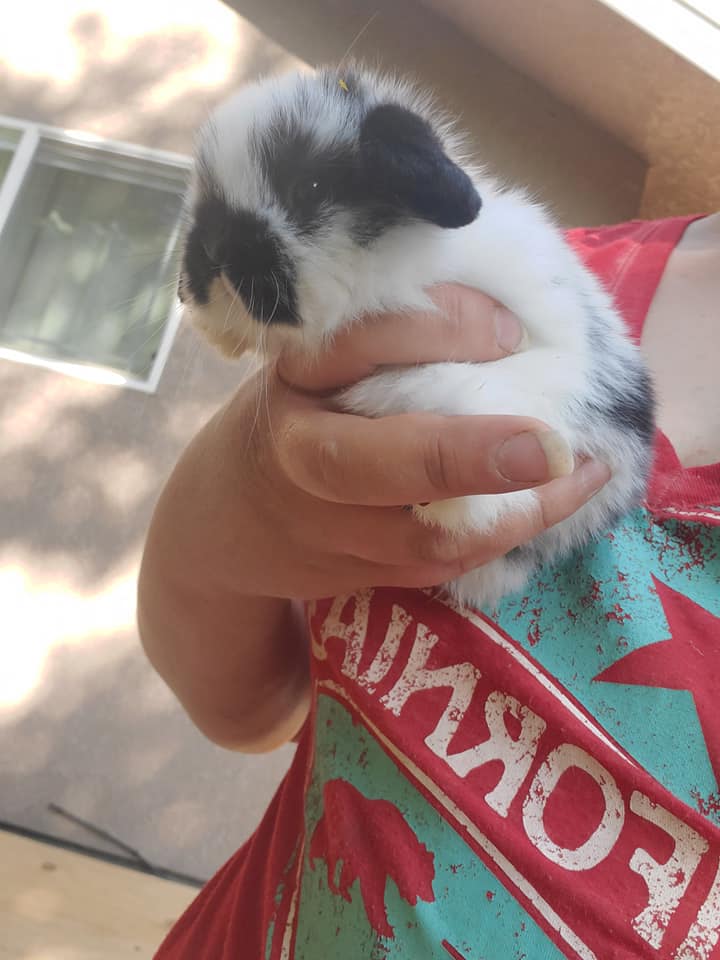 Top Hops Rabbitry