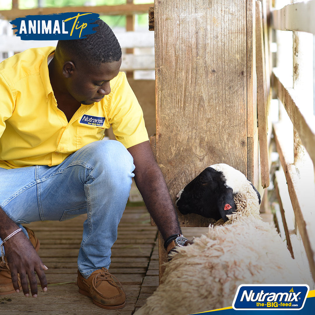 Nutramix - 🐐Goat tip Is your goat or sheep expecting?... | Facebook