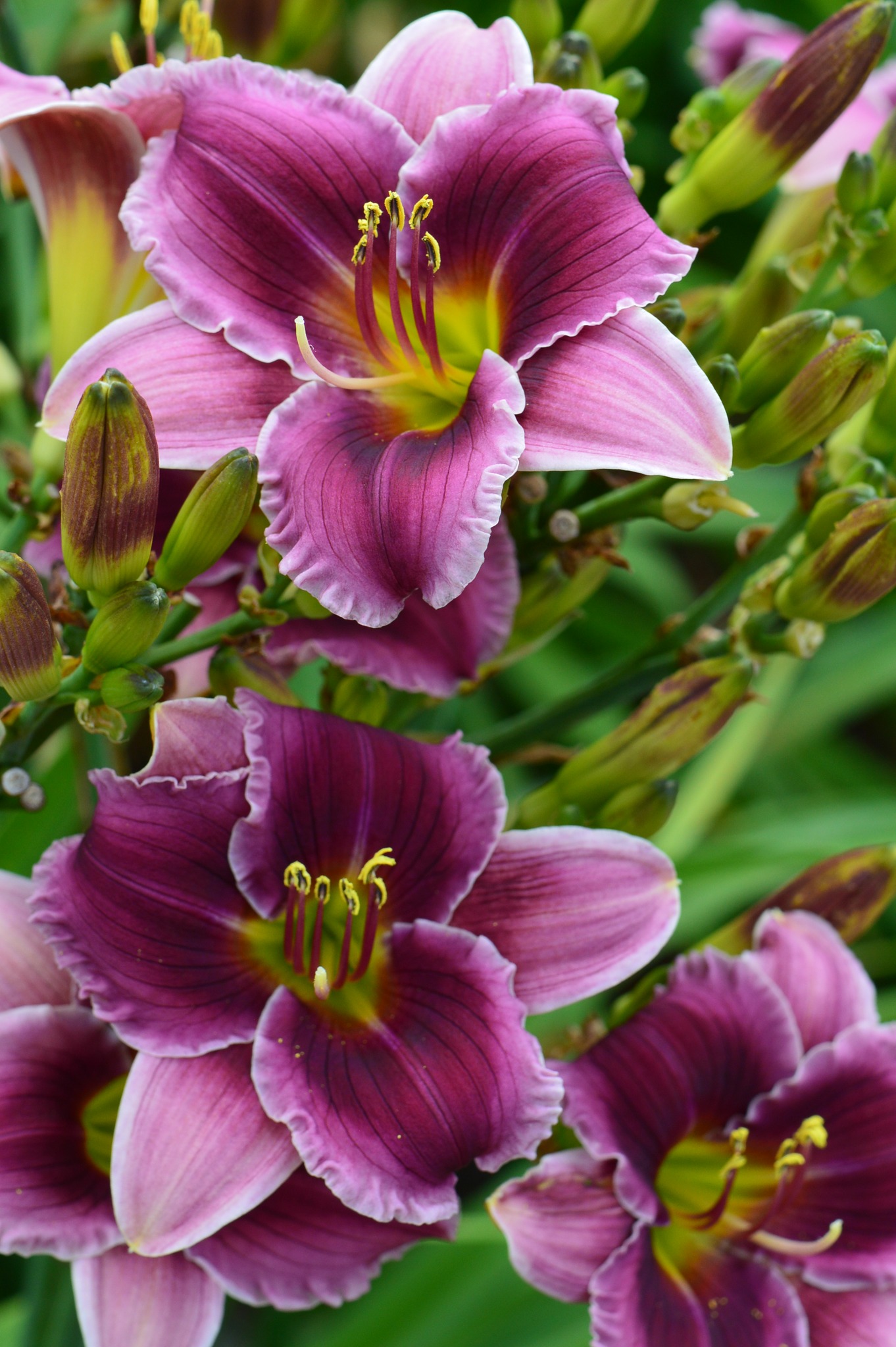 Northern Lights Daylilies | West Concord MN