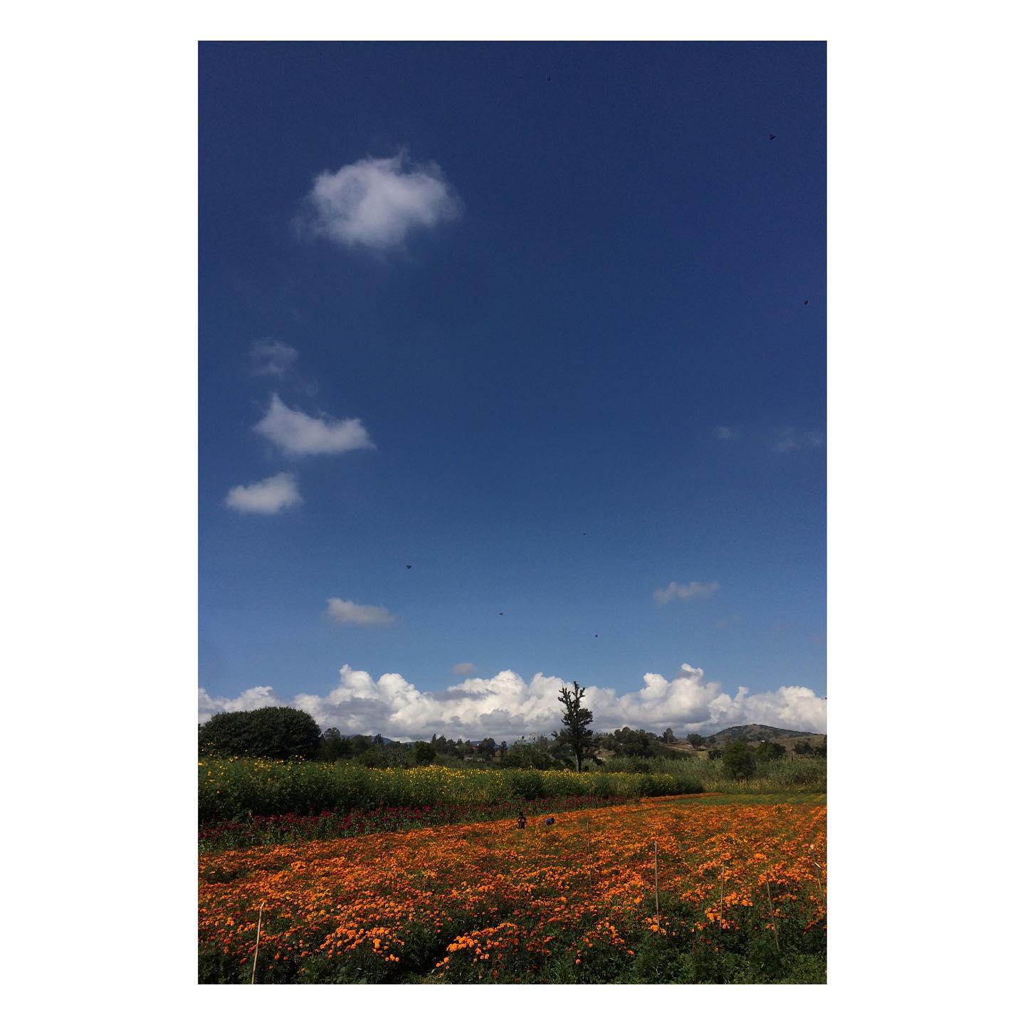 Gabriel Rendón | Oaxaca de Juárez