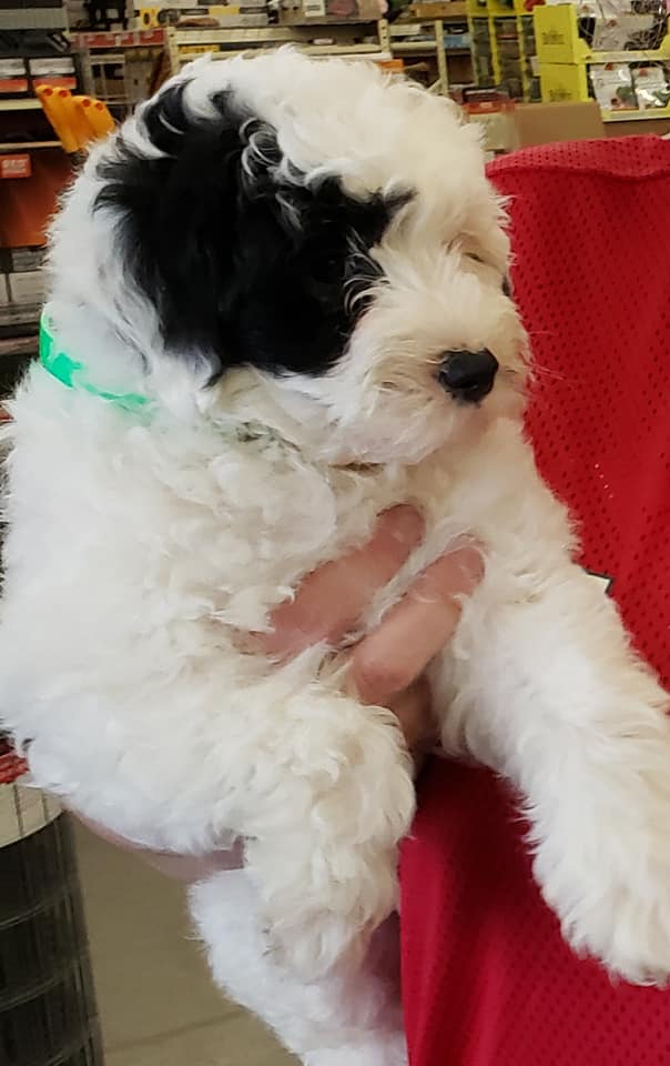 Sheepadoodle puppies for adoption | Facebook