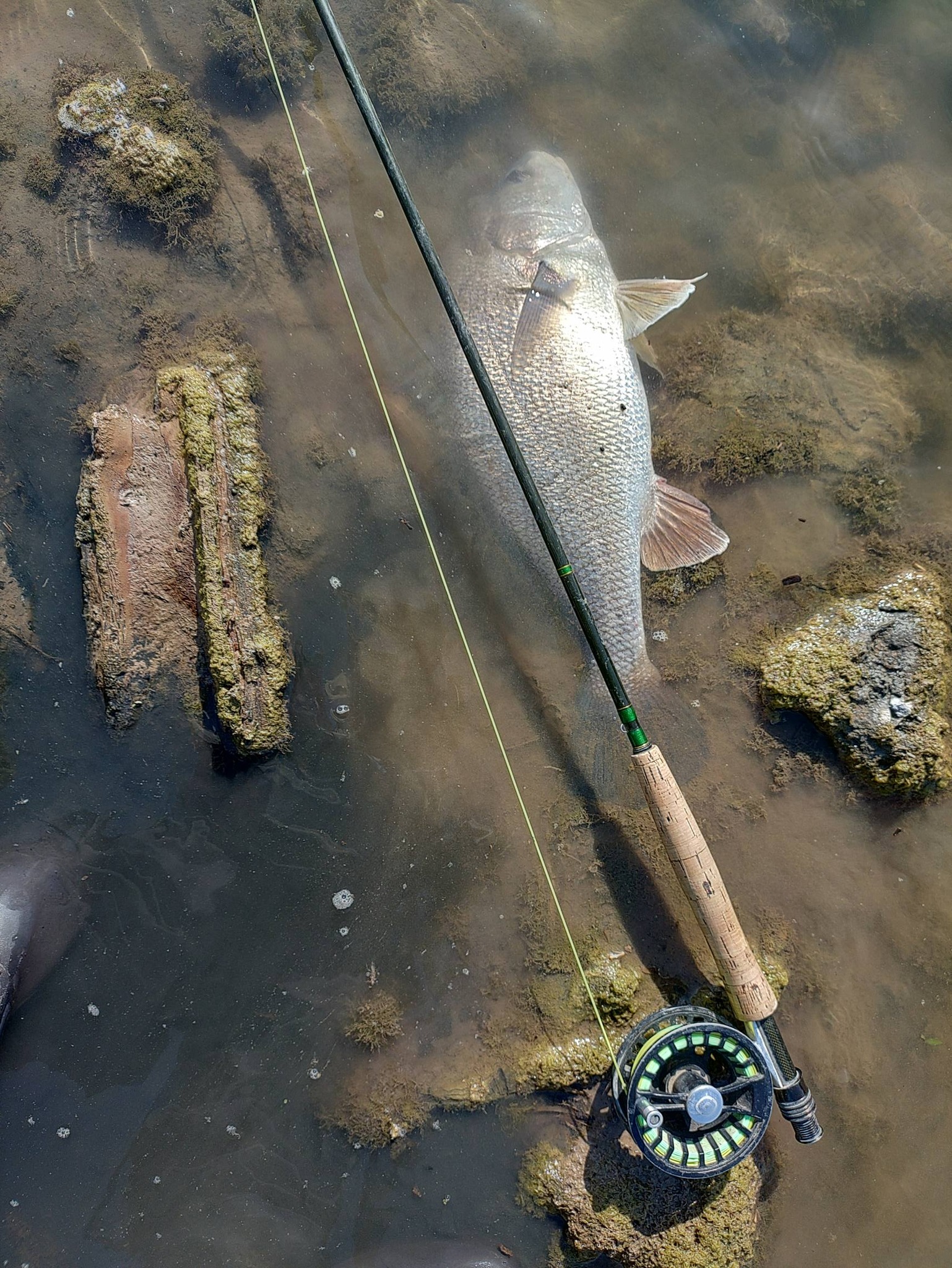 aldi fly fishing rod MARSH MX 8wt Saltwater – Best for Redfish & Flats More strength and fight Chasebaits The Ultimate Squid Part Number:MS-24: 24