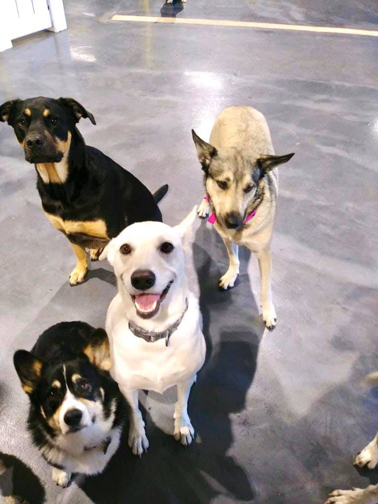The Dynamic Duo!! We made 2... - Love My Dog Resort Downtown | Facebook