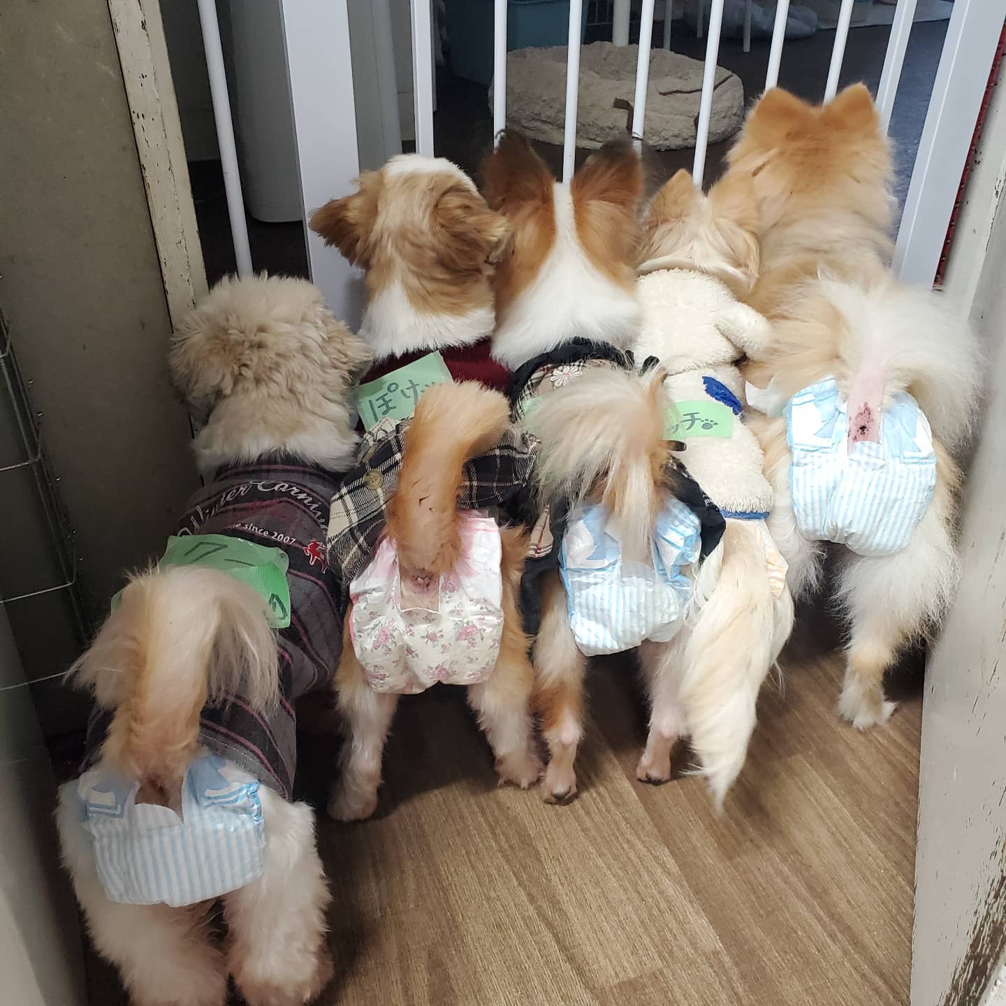 立川 保護 犬 カフェ
