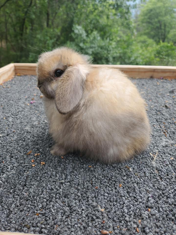 Top Hops Rabbitry